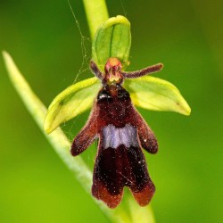 Ophrys insectifera - Fliegenorchidee