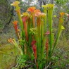 Sarracenia oreophila