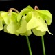 Sarracenia alata