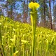 Sarracenia alata