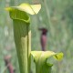 Sarracenia alata