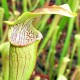 Sarracenia alata