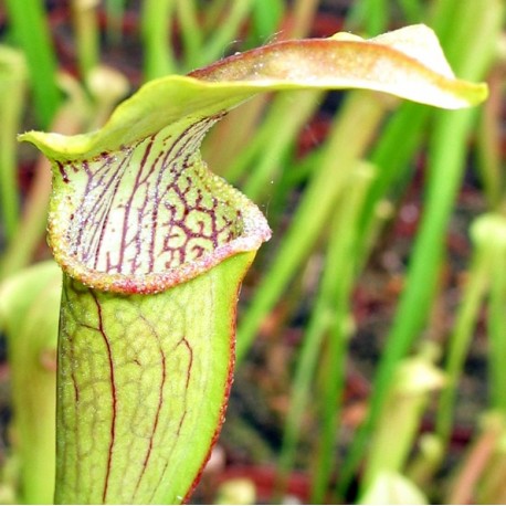 Sarracenia alata - Phytesia