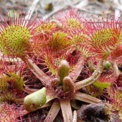 Drosera rotundifolia