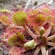 Drosera rotundifolia