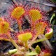 Drosera rotundifolia