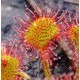 Drosera rotundifolia