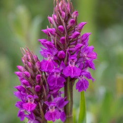 Dactylorhiza pardalina