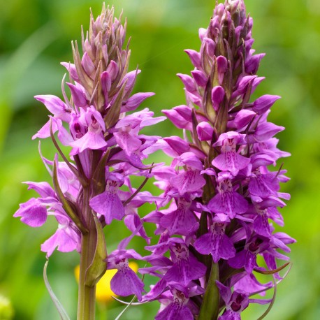 Dactylorhiza pardalina