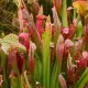 Sarracenia purpurea