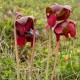 Sarracenia purpurea