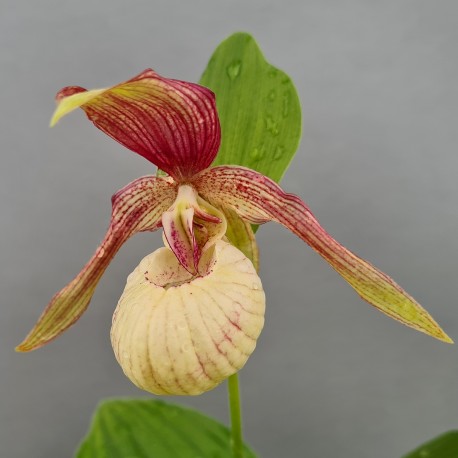 Cypripedium ventricosum 'Pastel'