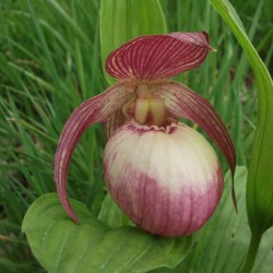 Cypripedium 'Sabine' XXL (6-7 steli)