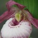 Cypripedium 'Sabine'