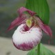 Cypripedium 'Sabine'