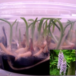 Dactylorhiza fuchsii - Piante in vitro (50 pezzi)