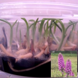 Dactylorhiza pardalina - Piante in vitro (50 pezzi)