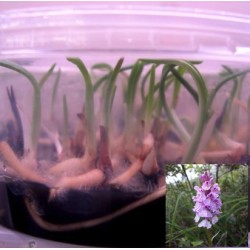 Dactylorhiza maculata var. ericetorum - Piante in vitro (50 pezzi)