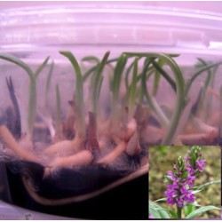 Dactylorhiza majalis - Piante in vitro (50 pezzi)