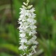 Cypripedium reginae – Vitro-plants (50 pièces)