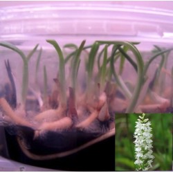 Dactylorhiza fuchsii alba - Piante in vitro (50 pezzi)