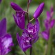  Bletilla striata 'shi-ran'