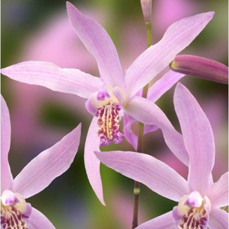 Bletilla ochracea ‘Rickey’