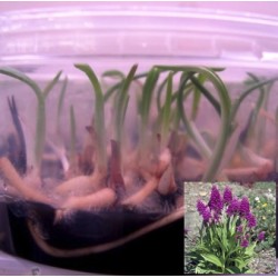 Dactylorhiza purpurella - Piante in vitro (50 pezzi)