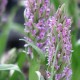 Dactylorhiza Incarnata - Dactylorhiza incarnat