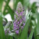 Dactylorhiza Incarnata - Dactylorhiza incarnat