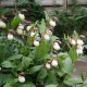 Freiland orchidee Cypripedium kentuckiense - Cypripedium kentucky 