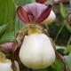 Freiland orchidee Cypripedium kentuckiense - Cypripedium kentucky 