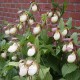 Freiland orchidee Cypripedium kentuckiense - Cypripedium kentucky 