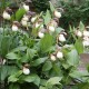 Freiland orchidee Cypripedium kentuckiense - Cypripedium kentucky 