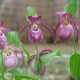 Cypripedium ‘Gisela’