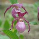 Freiland orchidee Cypripedium ‘Philipp’