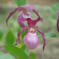 Cypripedium ‘Philipp’