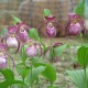 Cypripedium ‘Gisela’