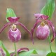 Cypripedium ‘Gisela’