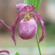 Freiland orchidee Cypripedium ‘Philipp’