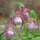 Cypripedium ‘Gisela’