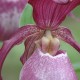 Cypripedium ‘Gisela’