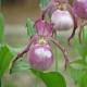 Cypripedium ‘Gisela’