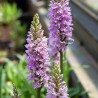 Dactylorhiza maculata - Orchis tacheté