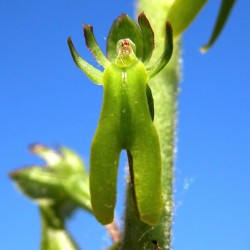 Listera ovata - Großes Zweiblatt