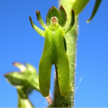 Listera ovata