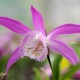 Pleione formosana - Pleione de Formose 