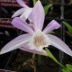 Pleione formosana - Pleione de Formose 