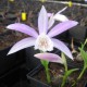 Pleione formosana - Pleione de Formose 