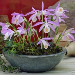 Pink-mauve Garden Orchid ❀ Pleione formosana ✿ (3-4 bulbs)